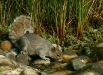 Grey Squirrel